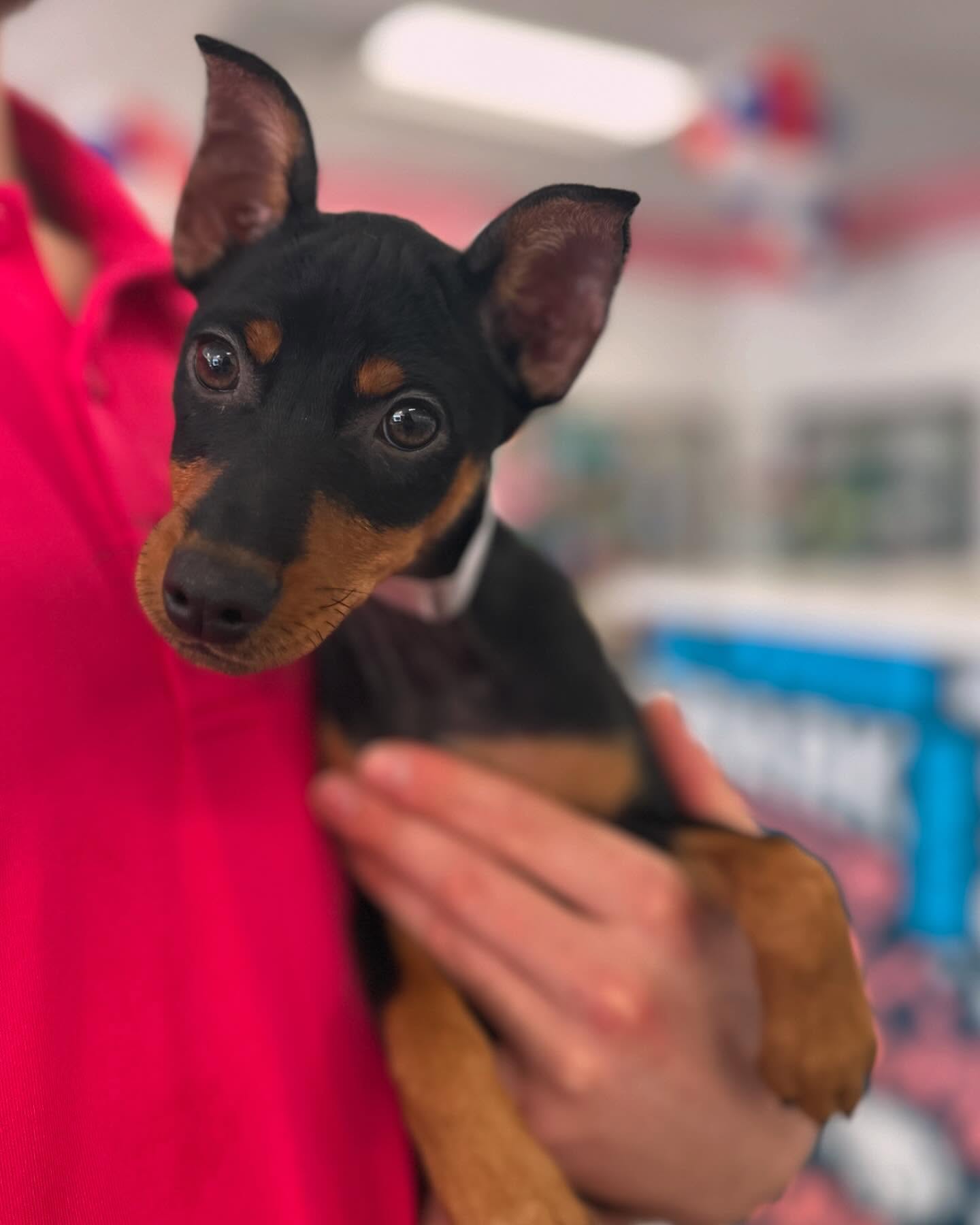 A black-and-tan puppy held by someone wearing a red shirt