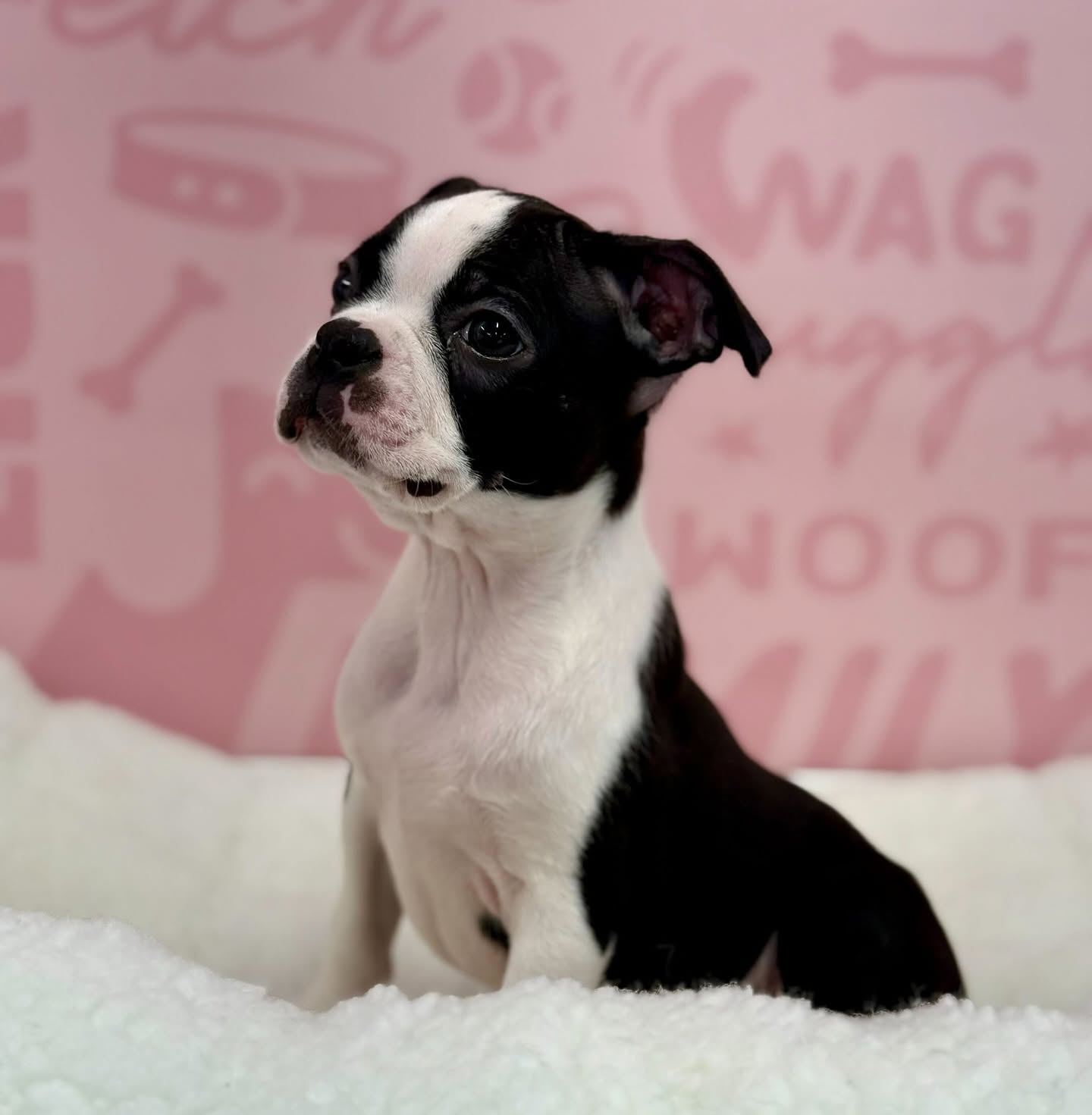 A black-and-white puppy sitting on a soft blanket against a pink Waggles backdrop